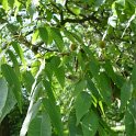 Platycarya strobilacea
